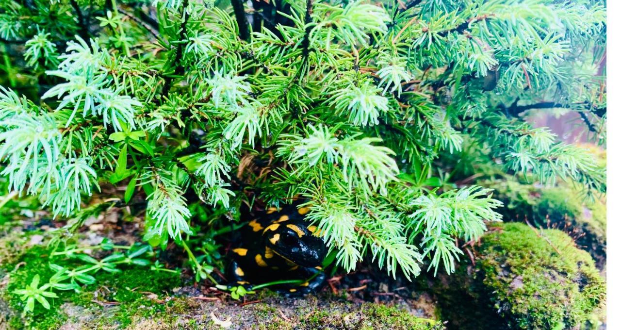 Willa Widokowa Zakopane Dış mekan fotoğraf